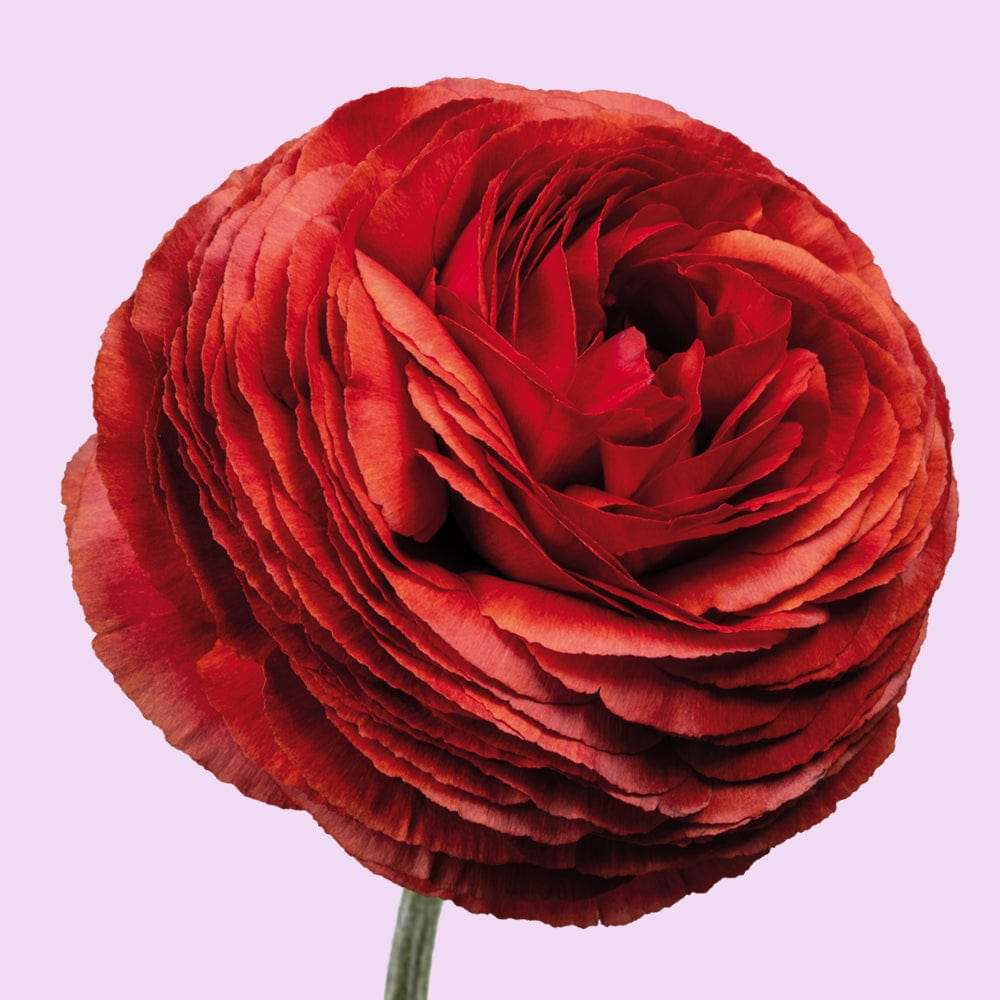 Leinikki 'Elegance Cioccolato'